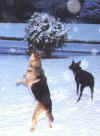 berachah leo in snow.jpg (29595 bytes)